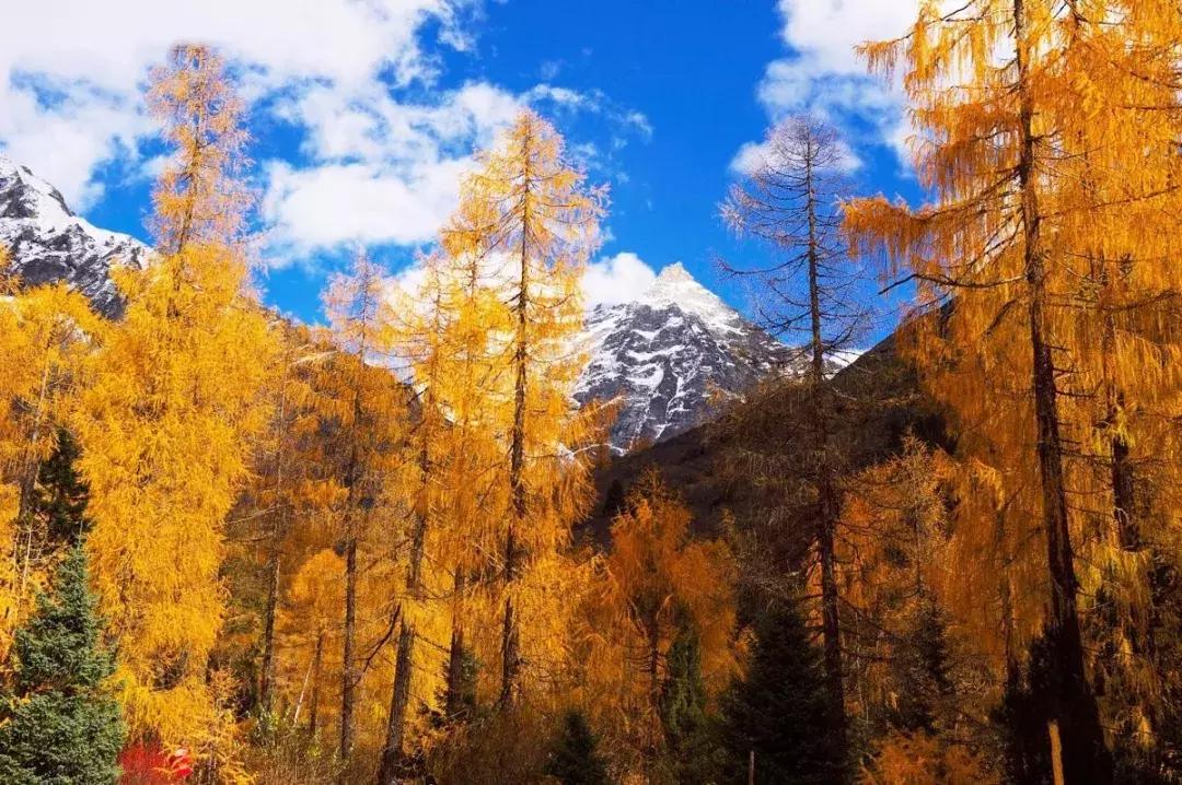 四川秋景第一名,四川欣赏秋景好去处