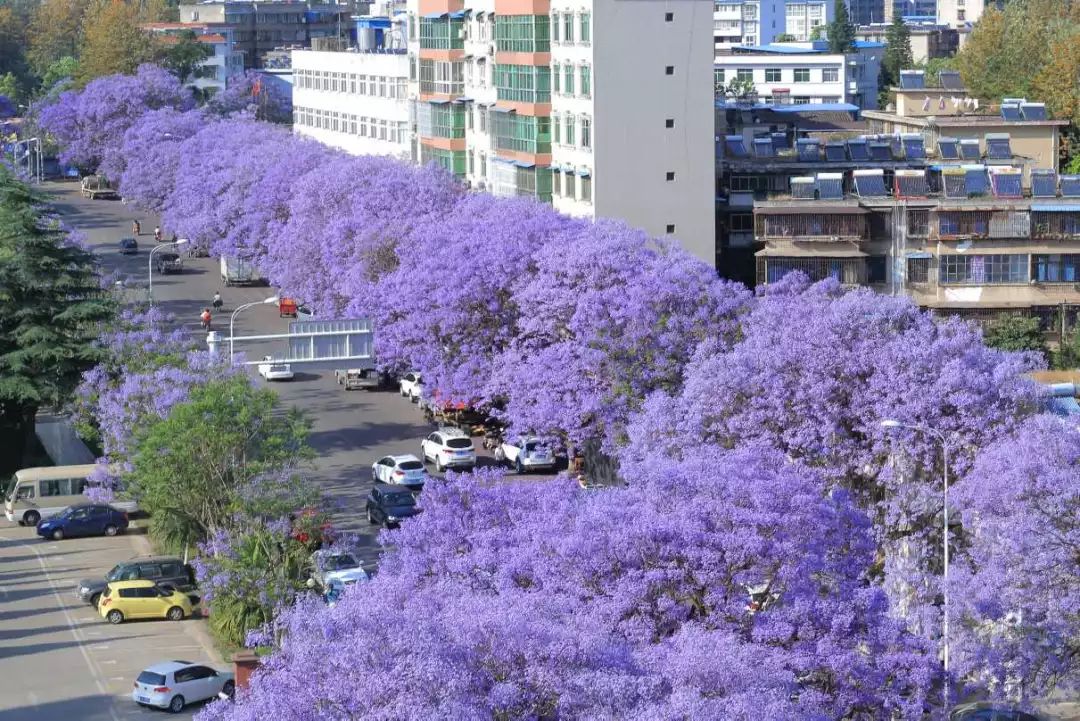 好种植的藤本植物,45种植物图片