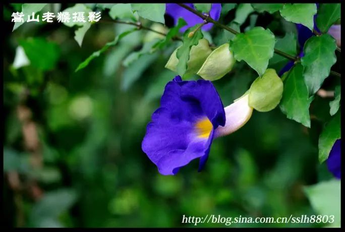 好种植的藤本植物,45种植物图片