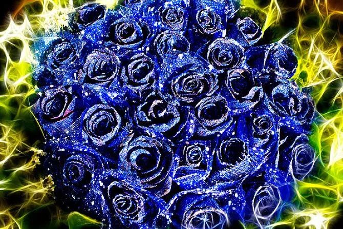 好种植的藤本植物,45种植物图片