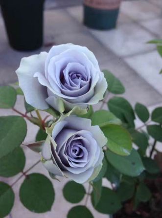 好种植的藤本植物,45种植物图片