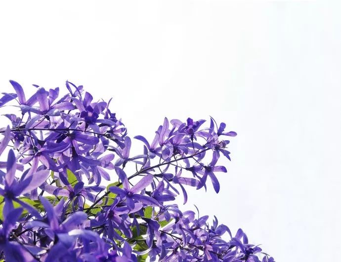 好种植的藤本植物,45种植物图片