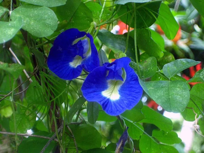 好种植的藤本植物,45种植物图片