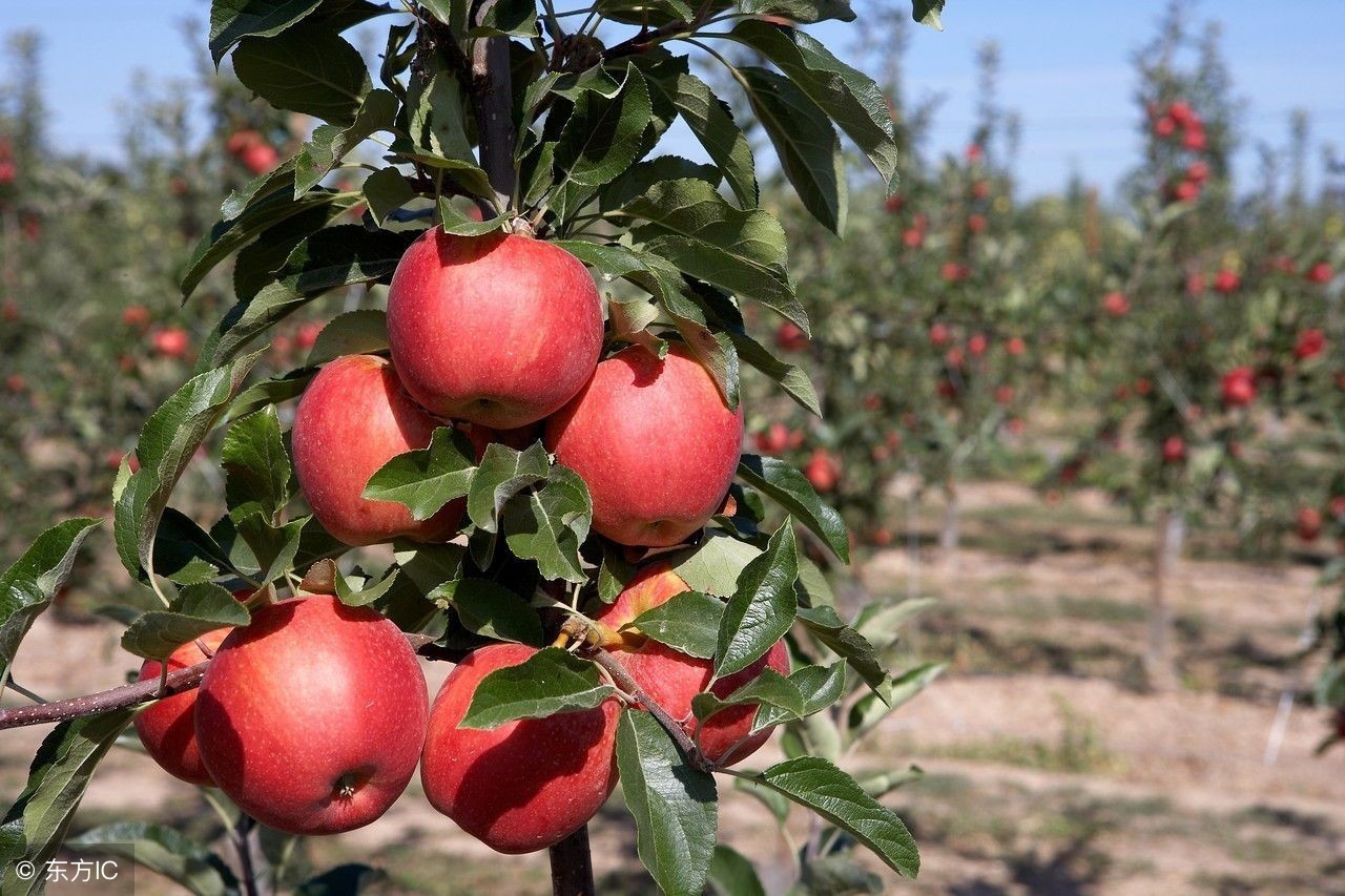 苹果质量下滑怎么办,质量差的苹果怎么卖