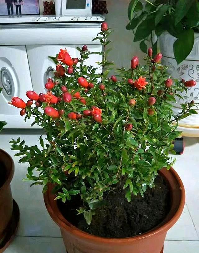 石榴树种盆里方法,石榴树栽盆里怎么种