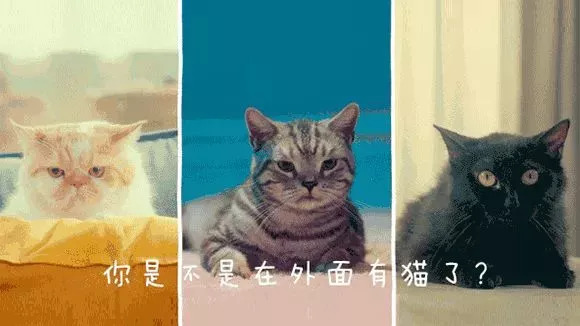 吸猫热潮来袭,养猫被忽悠的那些事