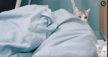 吸猫热潮来袭,养猫被忽悠的那些事