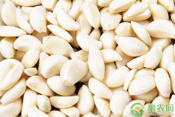 今天邳州大蒜价格最新行情动态,金乡国际大蒜贸易网上价格行情