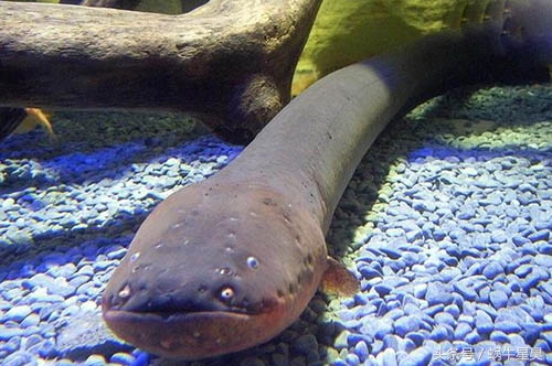 电鳗是正常的地球生物吗,电鳗是有放电能力的淡水鱼
