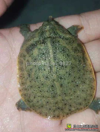 科普龟类知识视频展示,所有龟鳖类动物