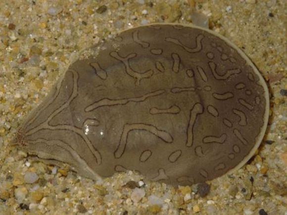 龟鳖目动物大全及图片,所有龟鳖类动物