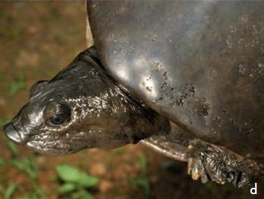 龟鳖目动物大全及图片,所有龟鳖类动物