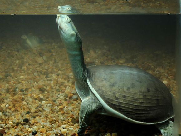 科普龟类知识视频展示,所有龟鳖类动物