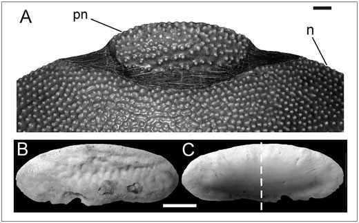 科普龟类知识视频展示,所有龟鳖类动物