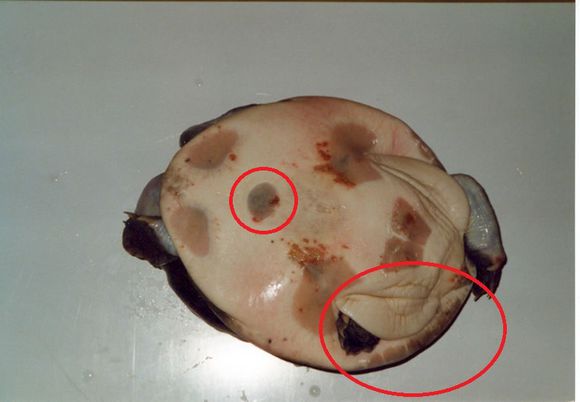 龟鳖目动物大全及图片,所有龟鳖类动物