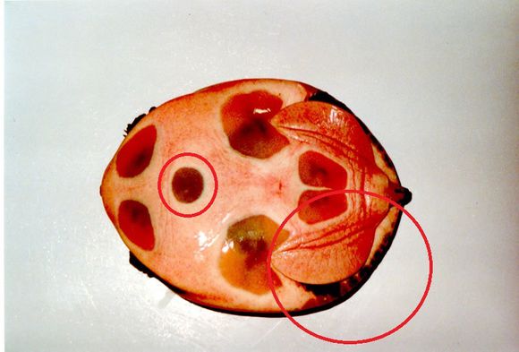 科普龟类知识视频展示,所有龟鳖类动物