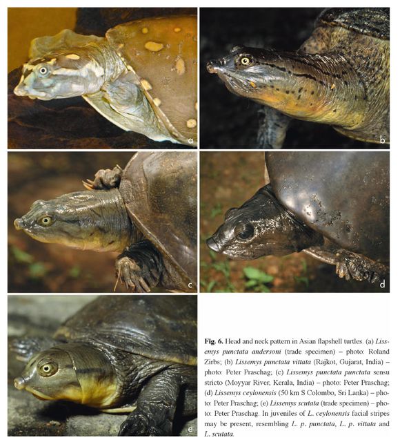 龟鳖目动物大全及图片,所有龟鳖类动物