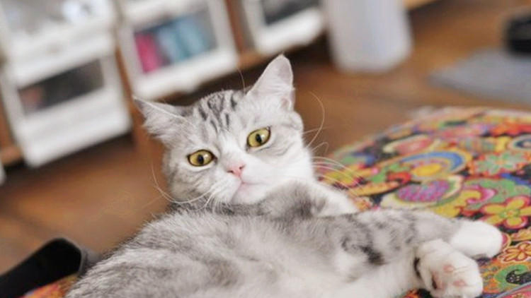 猫主子养猫需要注意的事项,猫主子特别瘦怎么办