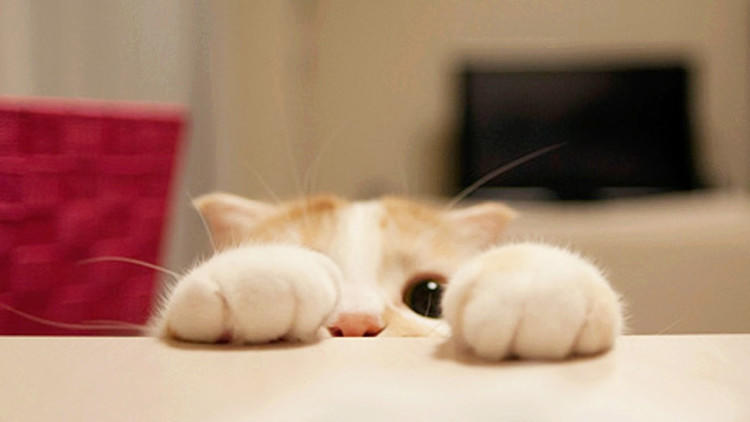 猫主子养猫需要注意的事项,猫主子特别瘦怎么办