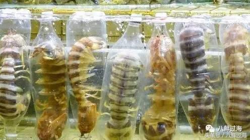 比手臂还大的皮皮虾吃起来超过瘾,比手臂还粗的皮皮虾你吃过了吗