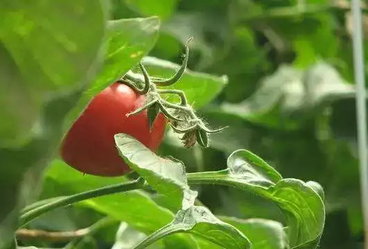 100个神奇小秘方,100年才学会的生活小技巧