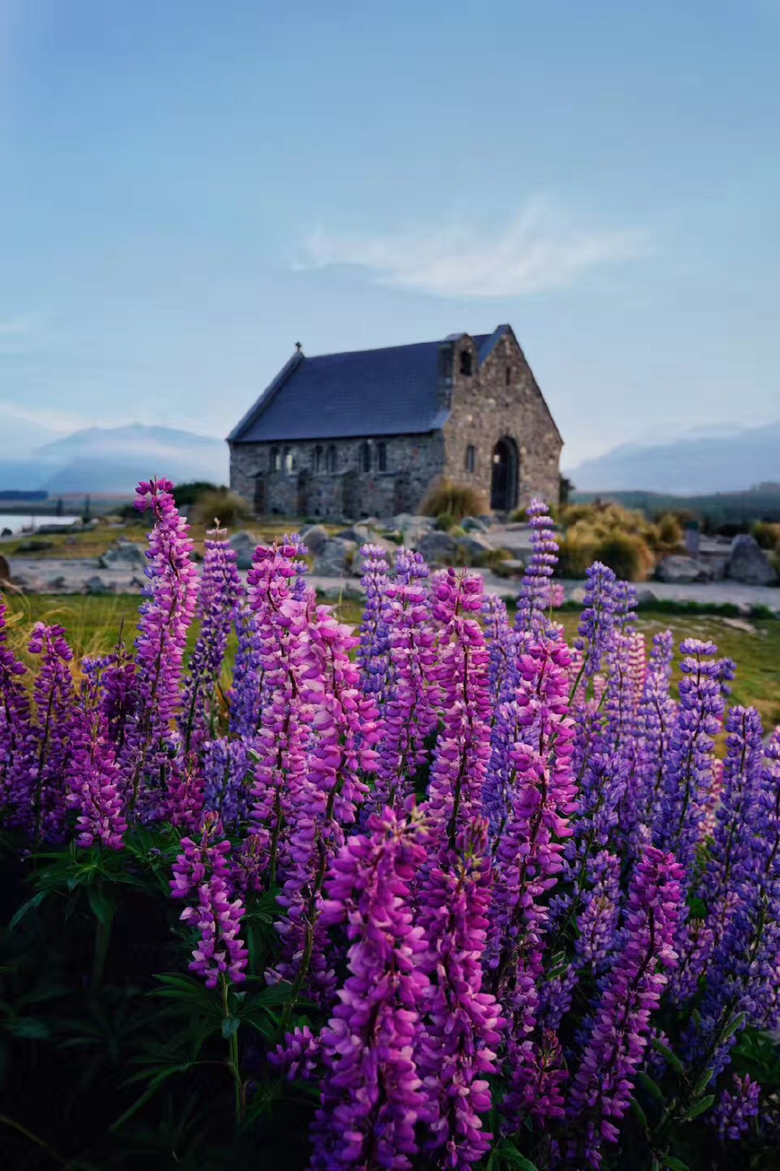 新西兰签证办理流程图片高清大图,新西兰网签费用多少钱