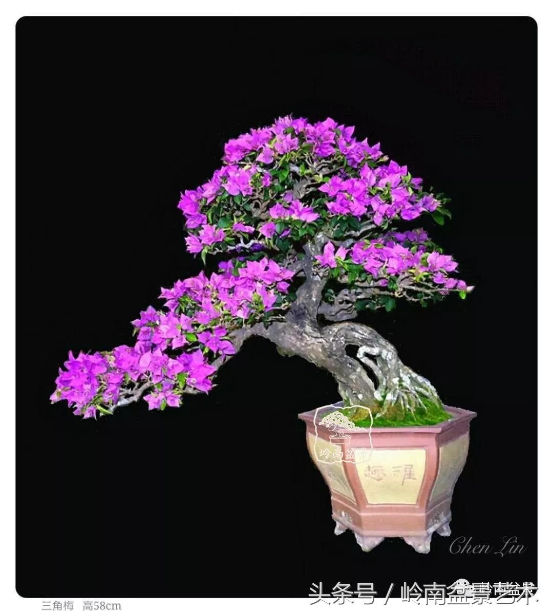 精品掌中宝三角梅盆景,顶级国宝级三角梅盆景