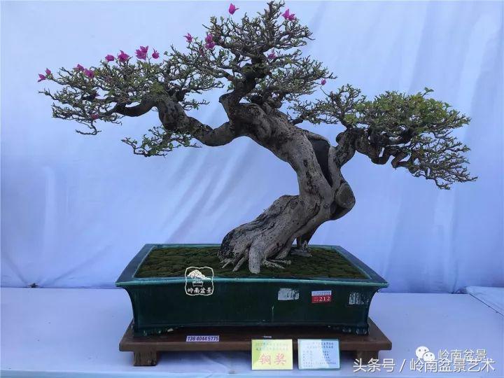 精品掌中宝三角梅盆景,顶级国宝级三角梅盆景