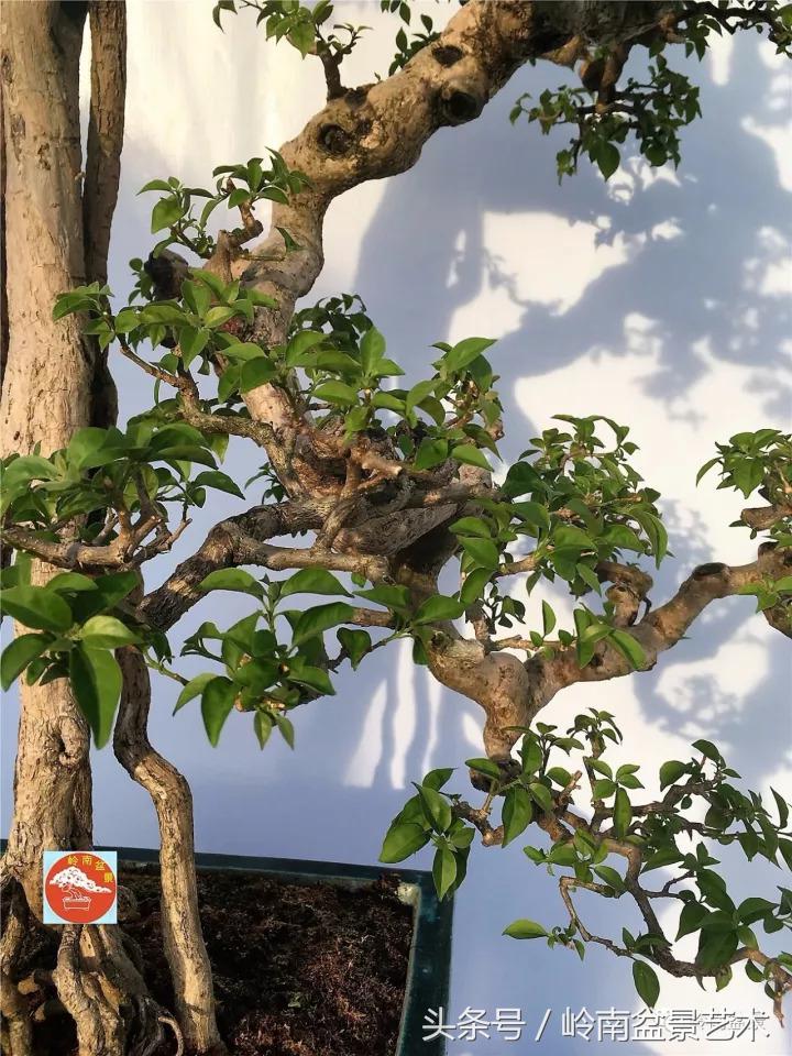 精品掌中宝三角梅盆景,顶级国宝级三角梅盆景