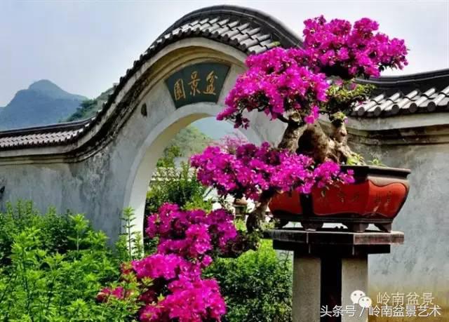 精品掌中宝三角梅盆景,顶级国宝级三角梅盆景