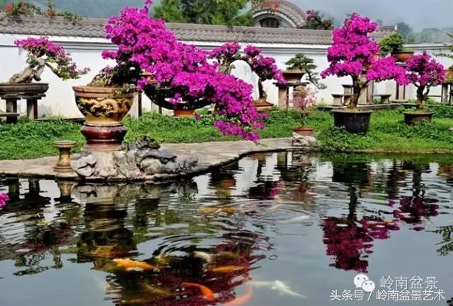 精品掌中宝三角梅盆景,顶级国宝级三角梅盆景