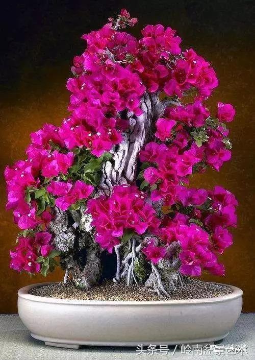 精品掌中宝三角梅盆景,顶级国宝级三角梅盆景