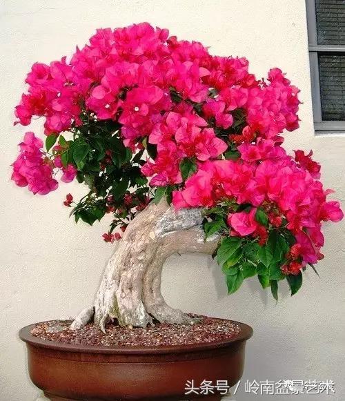精品掌中宝三角梅盆景,顶级国宝级三角梅盆景