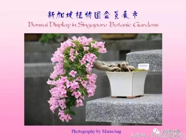 精品掌中宝三角梅盆景,顶级国宝级三角梅盆景