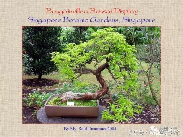 精品掌中宝三角梅盆景,顶级国宝级三角梅盆景