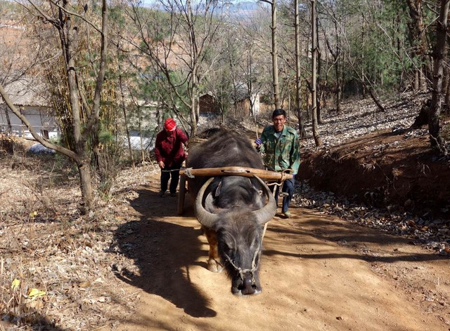 说到底，临朐土话“加拉伍的”原本是一句省略语