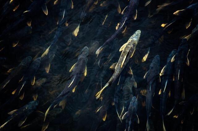 这种鱼很多人没吃过肉质细嫩鲜美,肉质鲜美但是濒临灭绝的鱼