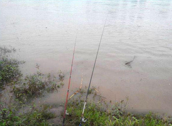 江边手竿赤眼鱼怎么钓,赤江钓鱼