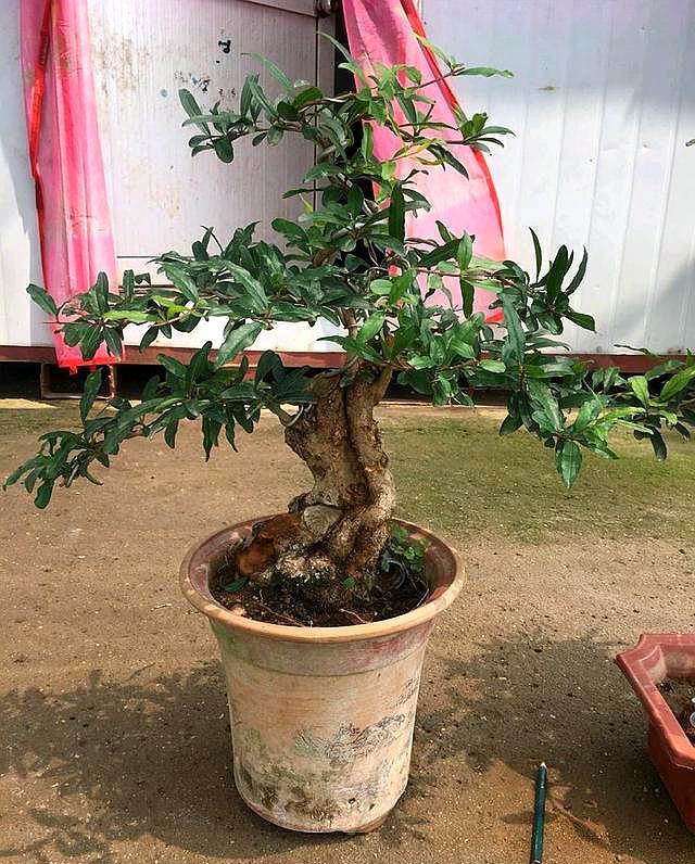 家庭养的石榴怎么施肥,家庭盆栽石榴树养殖方法