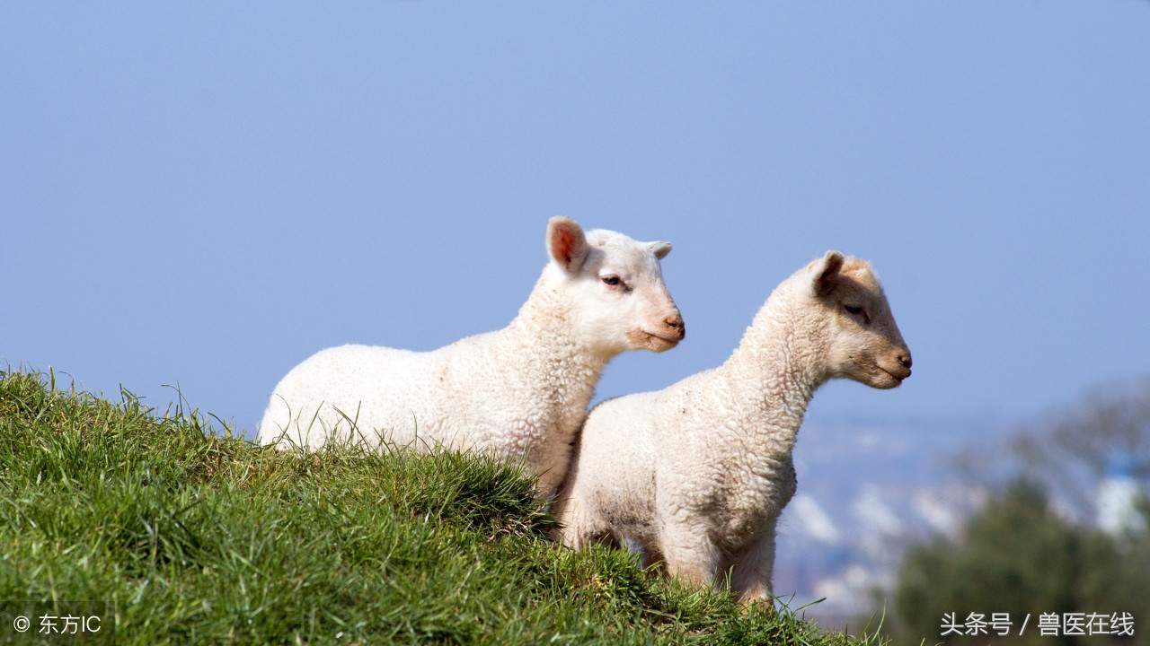 近日羊烂嘴多发提前做好防治措施！