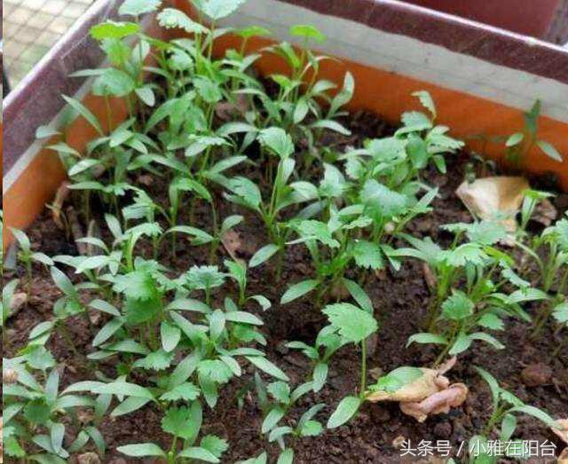 香菜很难出芽最快催芽方法,香菜种植发芽快方法