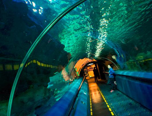 北京工体富国海底世界儿童免票么,去看北京海洋馆富国海底世界