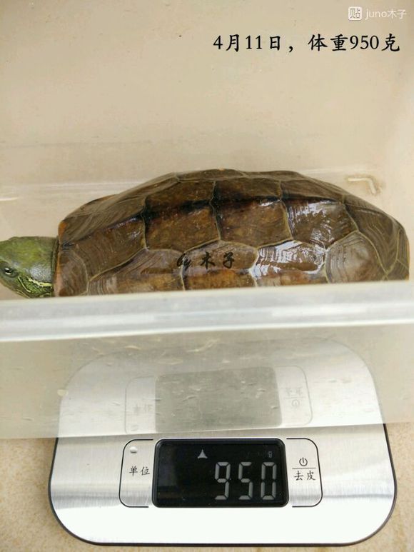 草龟繁殖经验分享孵蛋40天破壳,草龟孵化及幼龟养殖