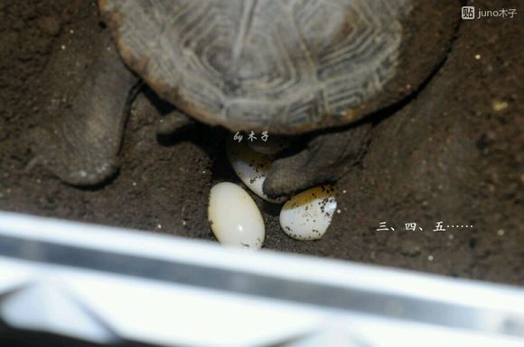 草龟繁殖经验分享孵蛋40天破壳,草龟孵化及幼龟养殖