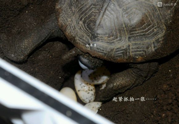 草龟繁殖经验分享孵蛋40天破壳,草龟孵化及幼龟养殖