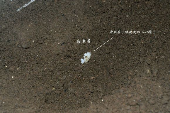 草龟繁殖经验分享孵蛋40天破壳,草龟孵化及幼龟养殖