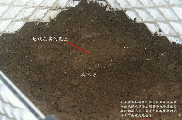 草龟繁殖经验分享孵蛋40天破壳,草龟孵化及幼龟养殖