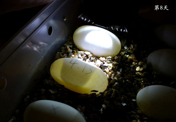 草龟繁殖经验分享孵蛋40天破壳,草龟孵化及幼龟养殖