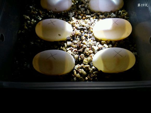 草龟繁殖经验分享孵蛋40天破壳,草龟孵化及幼龟养殖