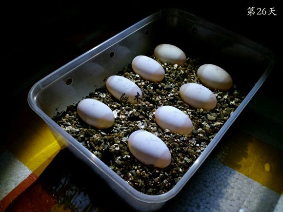 草龟繁殖经验分享孵蛋40天破壳,草龟孵化及幼龟养殖